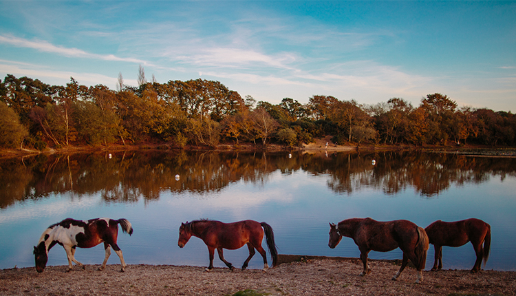 Autumn Moments Photo Competition Winner, Ponies in The New Forest
